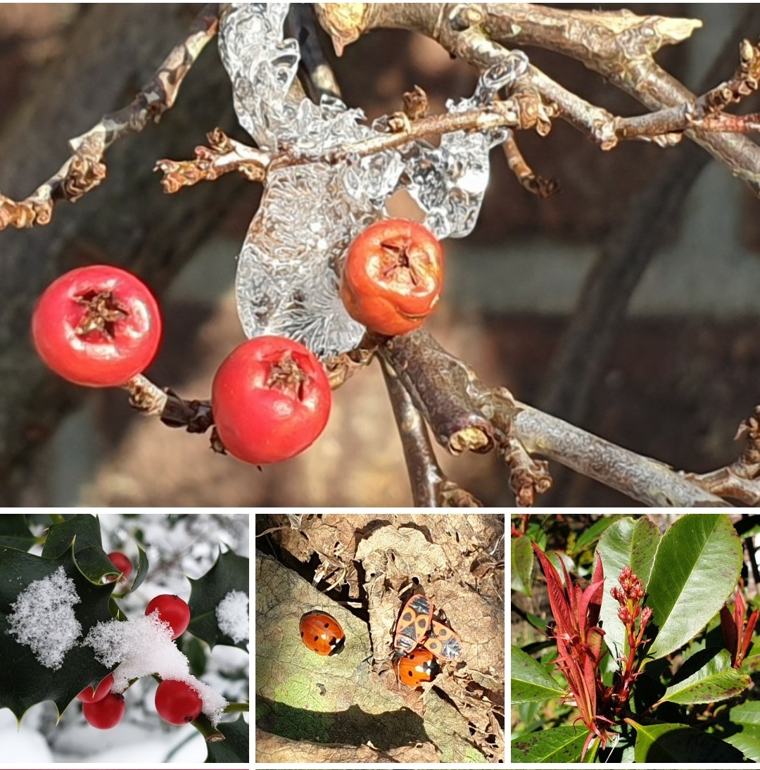 saskiacscheer's tweet photo. Lekker veel keus voor de kleur van vandaag ROOD ❤❗🔴 
#kleurindenatuur 
Veel bloemetjes, beestjes en eetbaars voor mens en dier 😍 https://t.co/ck7CW2BsAG
