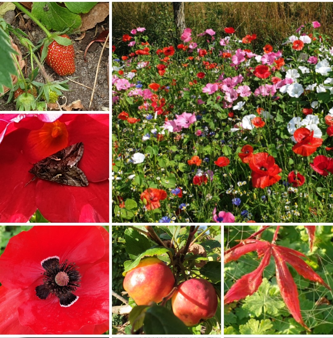 saskiacscheer's tweet photo. Lekker veel keus voor de kleur van vandaag ROOD ❤❗🔴 
#kleurindenatuur 
Veel bloemetjes, beestjes en eetbaars voor mens en dier 😍 https://t.co/ck7CW2BsAG