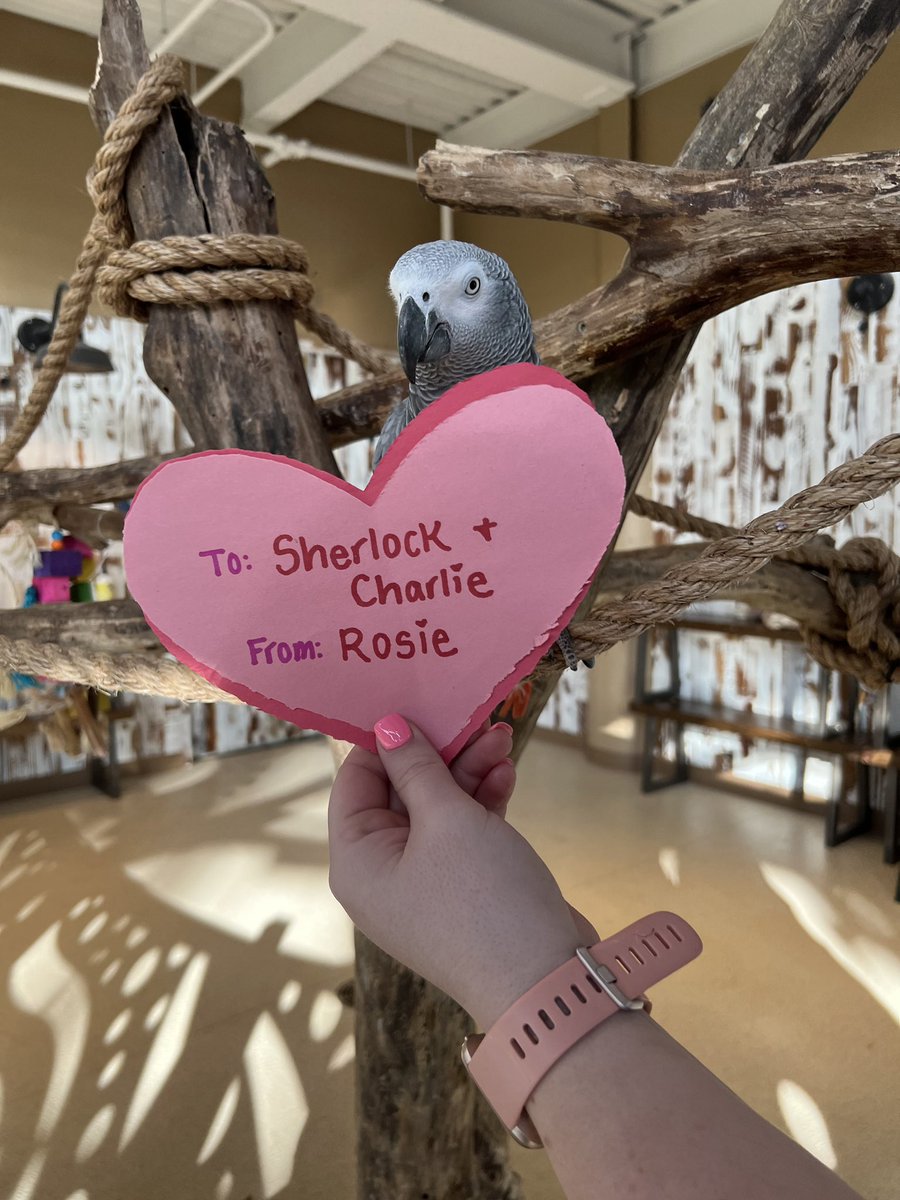 Have you ever heard that the early bird catches the worm? Rosie has a-parrot-ly learned that Valentine’s day is coming up and wanted to try her luck at her own fairy tail 🦜 Sherlock and Charlie @KansasCityZoo, look no feather for love.. won’t you be Rosie’s Valentines? 💘💘