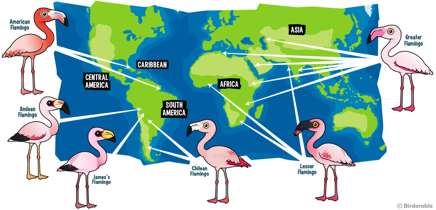 Flamingo Coin tweet media