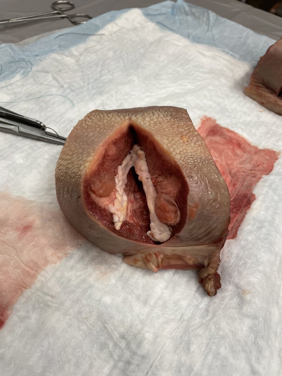DrLaurenG's tweet photo. This beef tongue model is SO good for #obstetric laceration simulation #urogyn @MageeUroGyn @mageeobgynresi1 @MGuirguisMD https://t.co/Q39mSe9T79