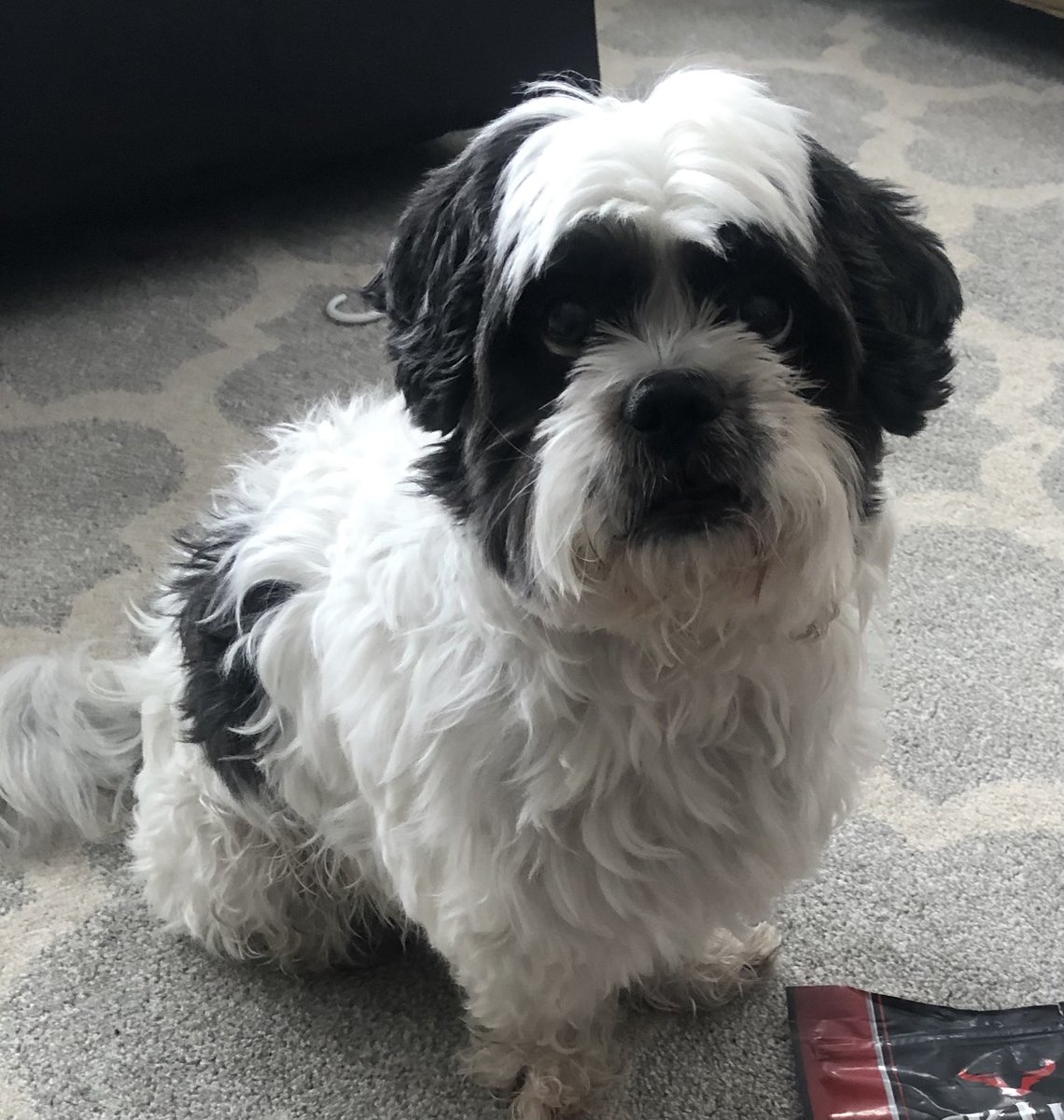 duncTO's tweet photo. @StephanieCarvin Stephanie Meet Max’s distant cousin Jake! https://t.co/6qFUYmzX13
