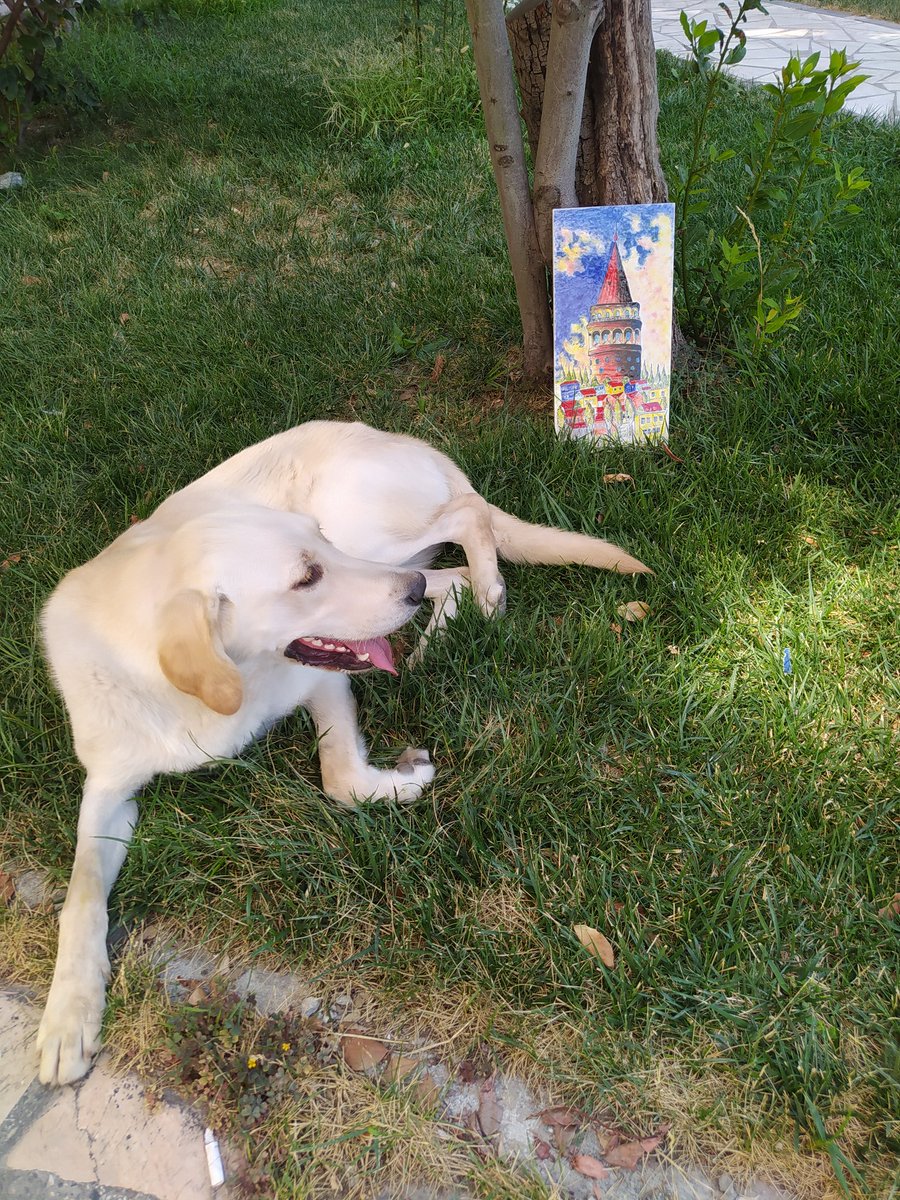 PelinErtrk6's tweet photo. #SokakHayvanlarıSahipsizDeğil sadece fotoğraf çektirmek istedi sahipsiz değiller sokaktaki canlarımıza dokunmayın https://t.co/2aqMofkMpS