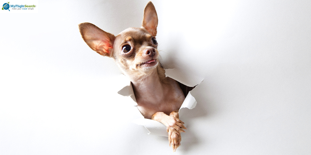 myflightsearch's tweet image. Did someone say its WEEKEND!!!!!

#weekendvibes #weekendvibes #weekendmood #cuteanimals #cutedogs #cutedogsoftwitter #cutedogsofig #dogsoftwitter #myflightsearch