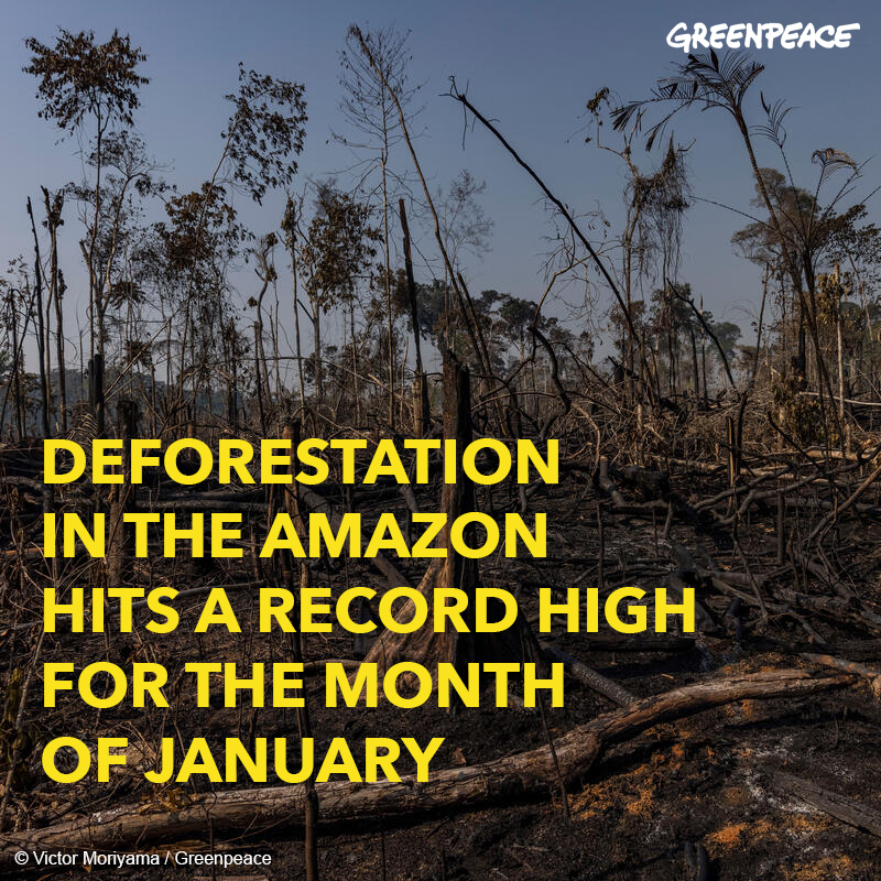 Greenpeace's tweet photo. This is outrageous. Deforestation in the Amazon this January was 418% higher compared to the same month last year. The destruction of the Amazon is a threat to biodiversity, Indigenous Peoples’ lives and to the global climate. Brazil’s government must stop its destructive agenda. https://t.co/NkVZZ5FY7j