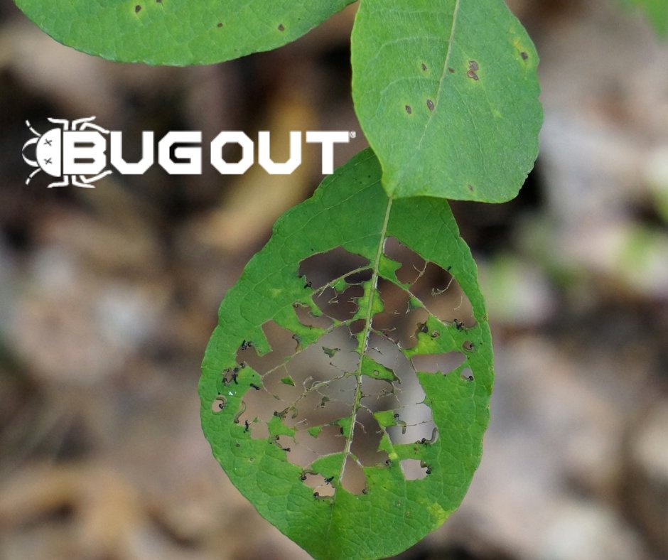 BugOut_Service's tweet image. Plant-munching pests found in Florida? Find out more below!

Need pest control? Visit bugoutservice.com NOW!

Article:
nypost.com/2020/11/05/new…