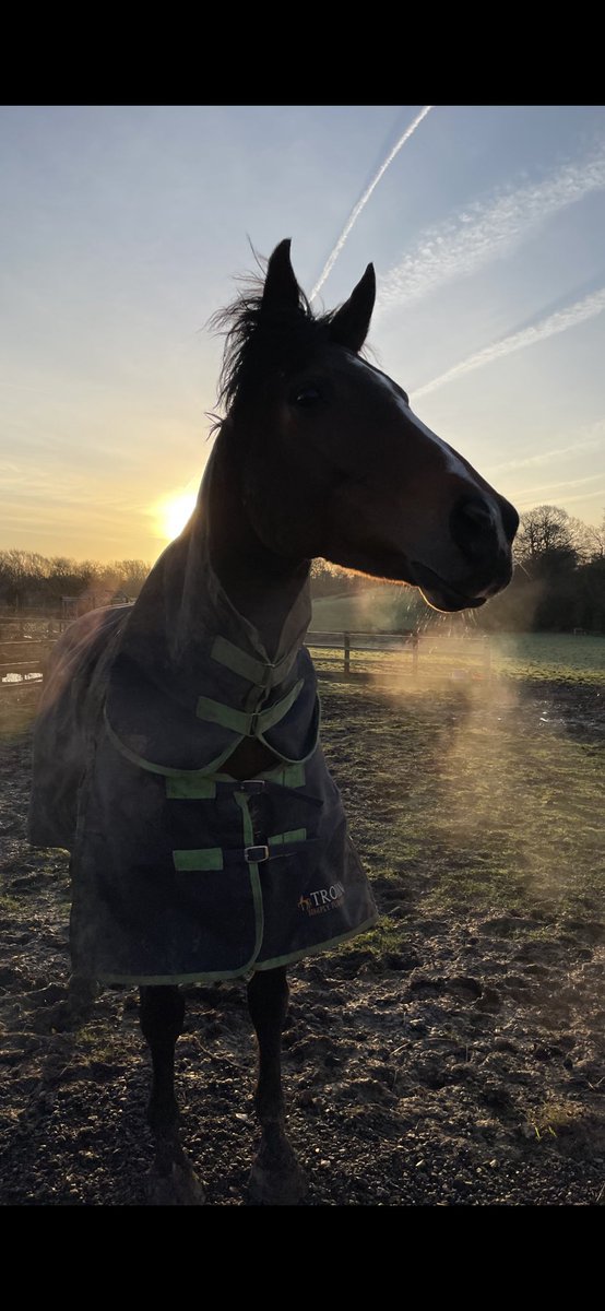 NHF_Rhiannon's tweet photo. Harper this morning. Sheβs looking and feeling well π€πthis time in 3 months her first foal will be here #yorton #gentlewave #tb #racehorse #infoal https://t.co/cXHUCbLxbP