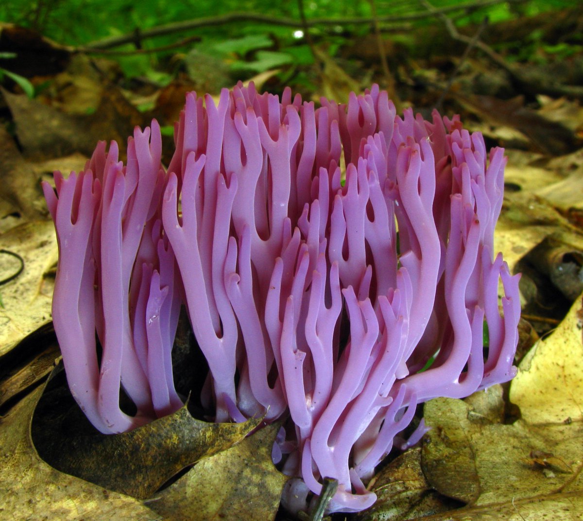 Violet coral for #funguary