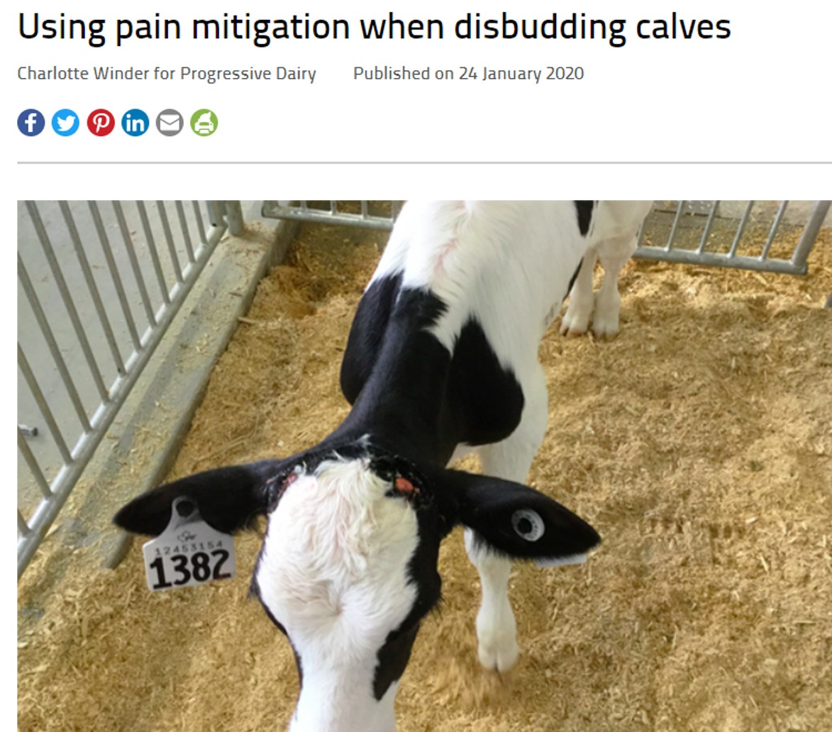 Article from <a href="/cbwinder/">Charlotte Winder</a> on pain control for disbudding calves re-featured in <a href="/PDmag/">Progressive Dairy</a> 🇺🇸 

progressivedairy.com/topics/calves-…