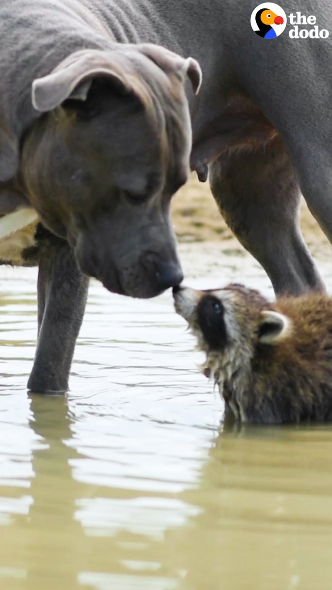 What's up Doc? #pit #pitbull #rabbit #disguise #undercover #meme #memes  #memestagram #memesdaily #dailymemes #dog #dogmemes, image size:675x1200