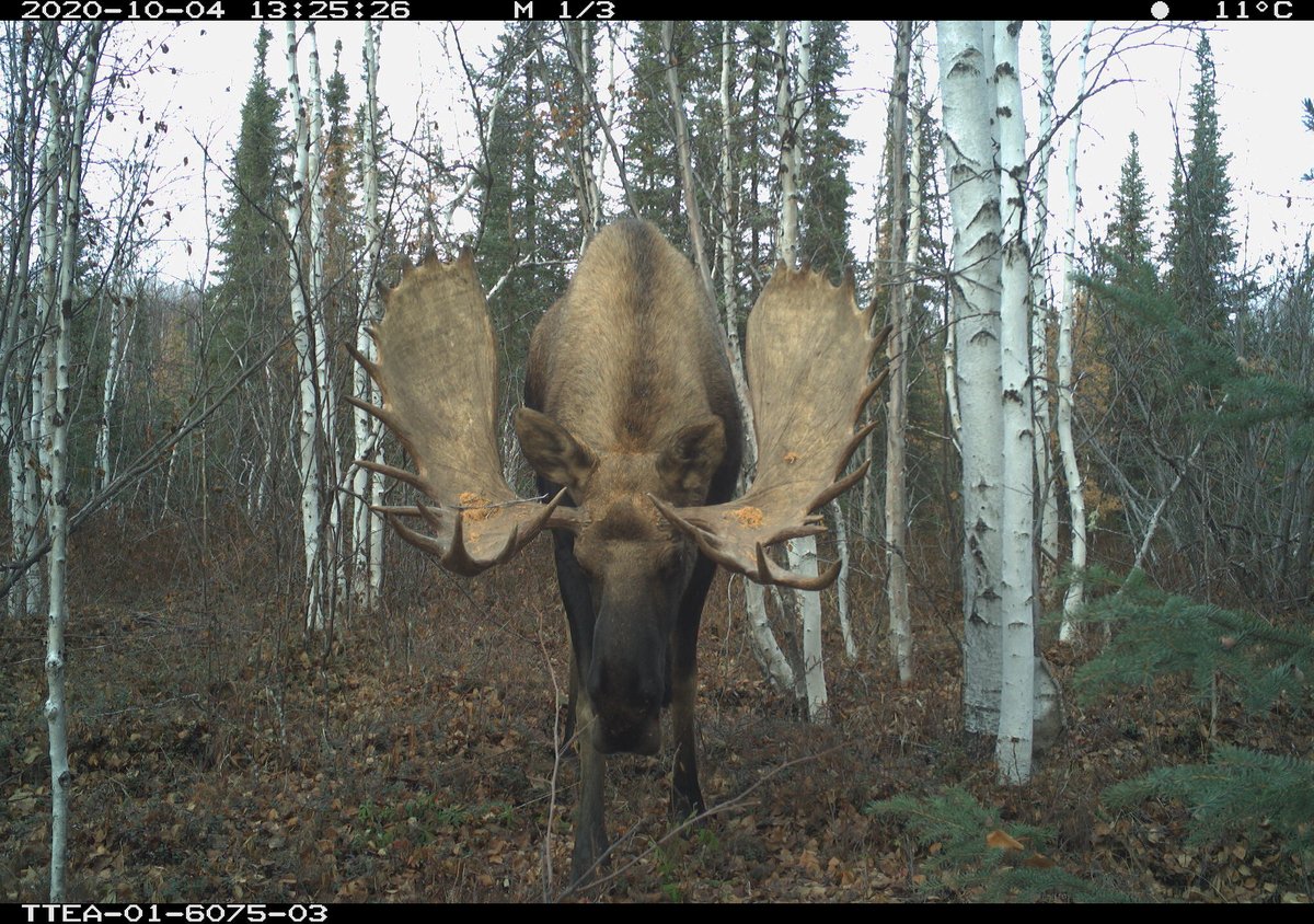 @wildco.bsky.social on Bluesky tweet media