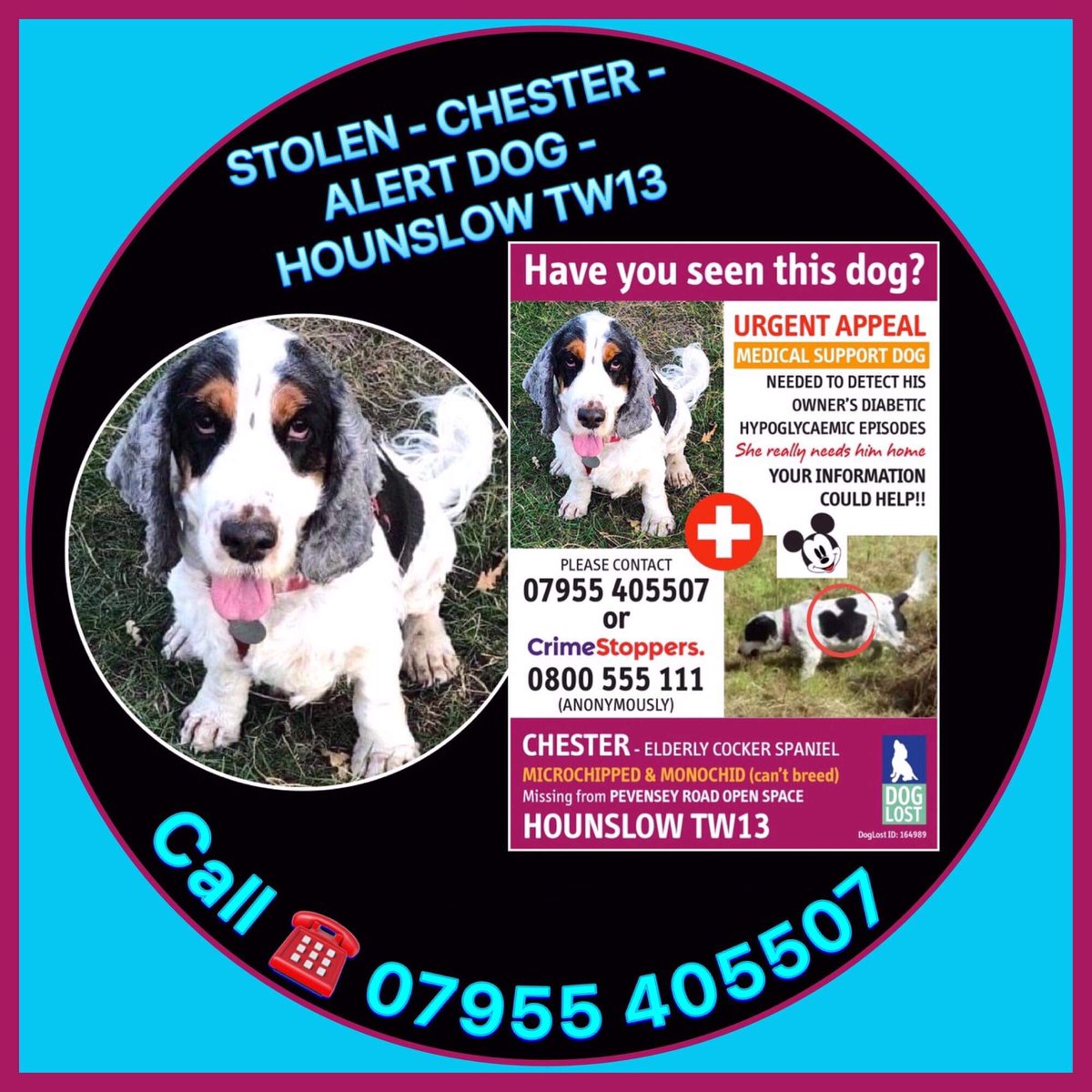 frontline combo noah