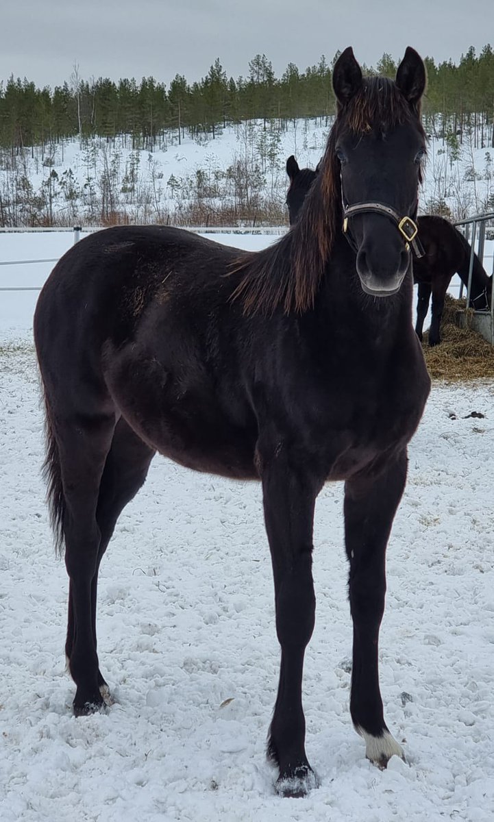 Kuvapäivitys Larva-Jussilan varsapihatosta. Osvaldo 2021 ori (Orlando Vici- Västerbo My Lady). Emälinjalta mm. Face Time Bourbon.
📸 <a href="/TakanevaRiikka/">Riikka Takaneva</a> #ravit