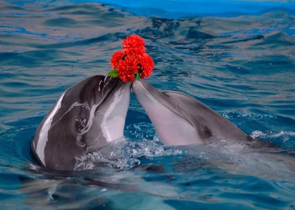 Дельфины с удовольствием разучивают. Пара дельфинов. Дельфин с цветком. Фото дельфинов красивые. Дельфины в море.