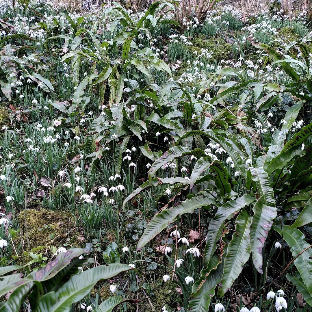organicplantsuk's tweet photo. #TangledBank @NTStowe #snowdrops @DerekNiemann https://t.co/iNwuG5SxnV