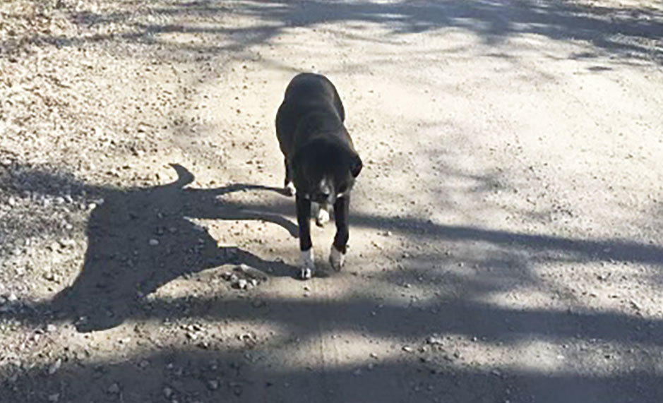 DGSOSheriff's tweet image. FOUND DOG
Deputies took this dog (similar to a black lab with white paws) to @lawrencehumane this afternoon in the 1800 block of North 100 Road.
If this is your dog, please contact the Humane Society 785-371-0473 or email help@lawrencehumane.org.
