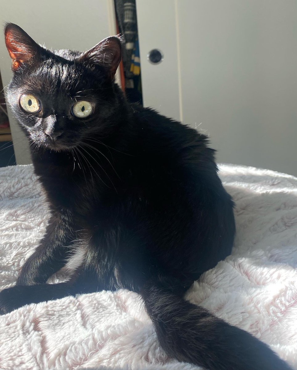 bigfootjinx's tweet image. in the light she looks like a stuffed animal sometimes