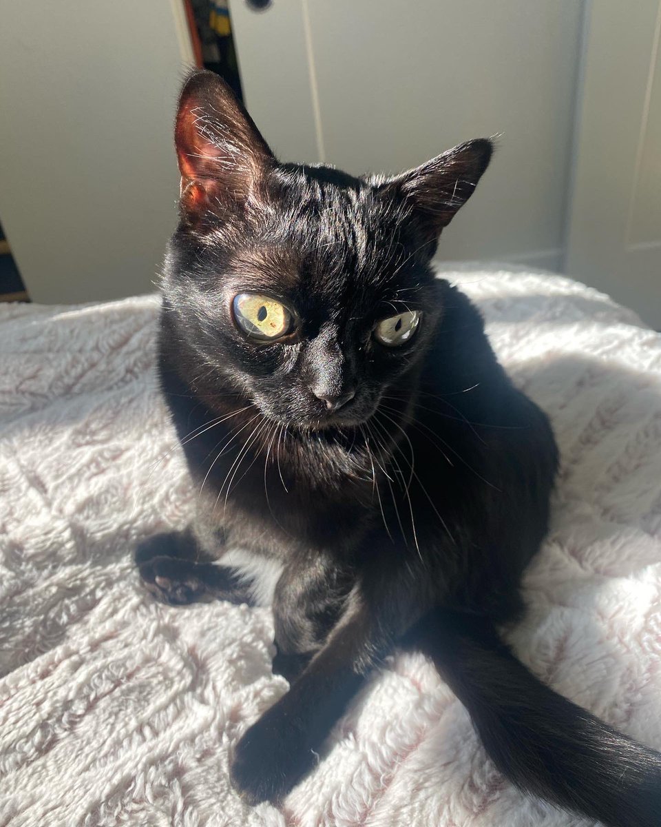 bigfootjinx's tweet image. in the light she looks like a stuffed animal sometimes