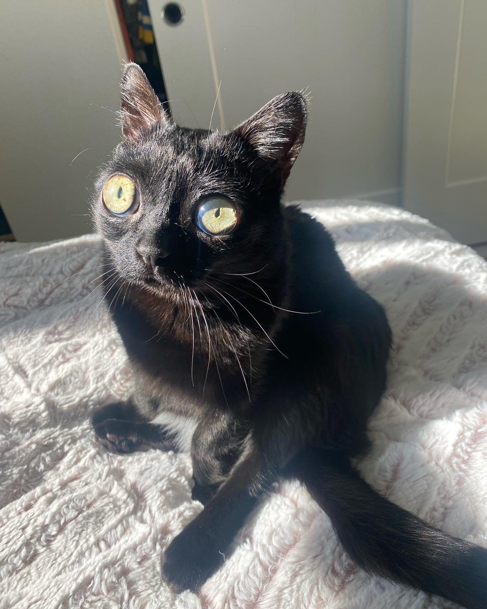 bigfootjinx's tweet image. in the light she looks like a stuffed animal sometimes