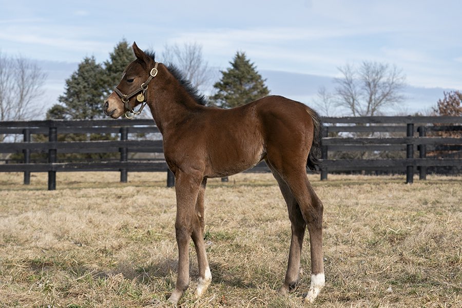 coolmoreamerica's tweet photo. Happy #FoalFriday from this gorgeous TIZ THE LAW filly out of Stakes winner Harriett Lane, making her a half sister to SW’s Heiko &amp; Street Of Gold &amp; Sp Thomas Shelby. Pictured here at just 3 days old! #CoolmoreSires #HomeOfChampions https://t.co/8TNwcbQwWG