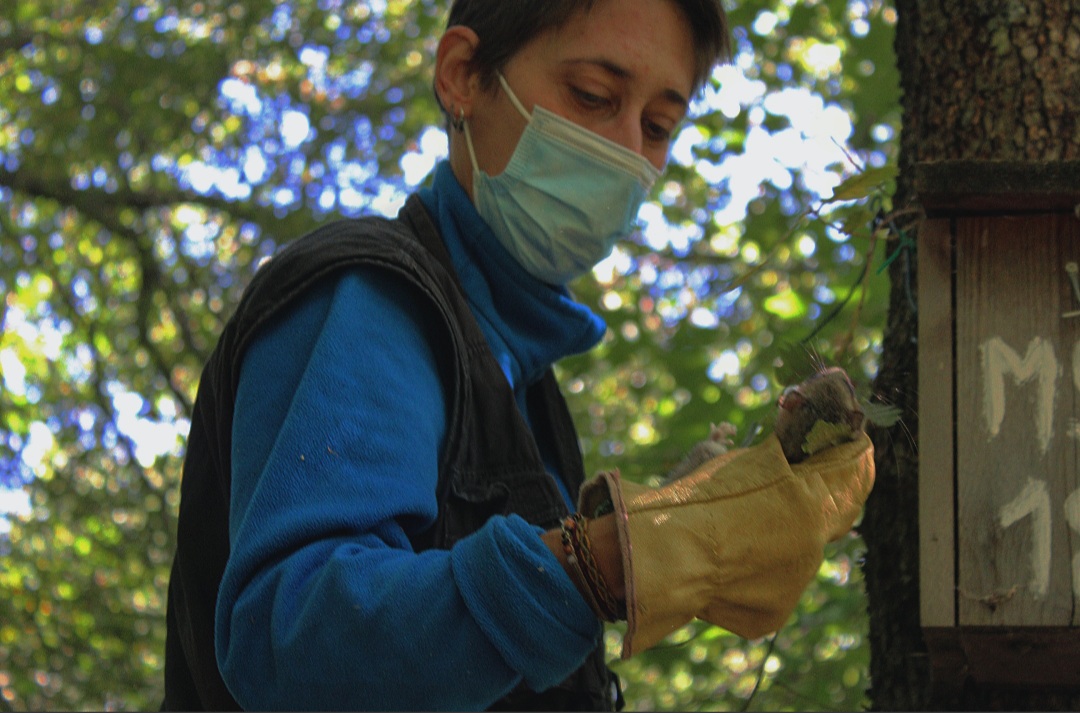 ProjecteLiro's tweet image. Feliç Dia Internacional de la Dona i la Nena en la Ciència! El #ProjecteLiro és un equip on predominen les dones i que treballa per fer arribar la ciència i el coneixement de la natura a les més petites🐭😍

#11F2022 #WomenInScience #DiaDonaNenaCiència #Dormouse #Science
