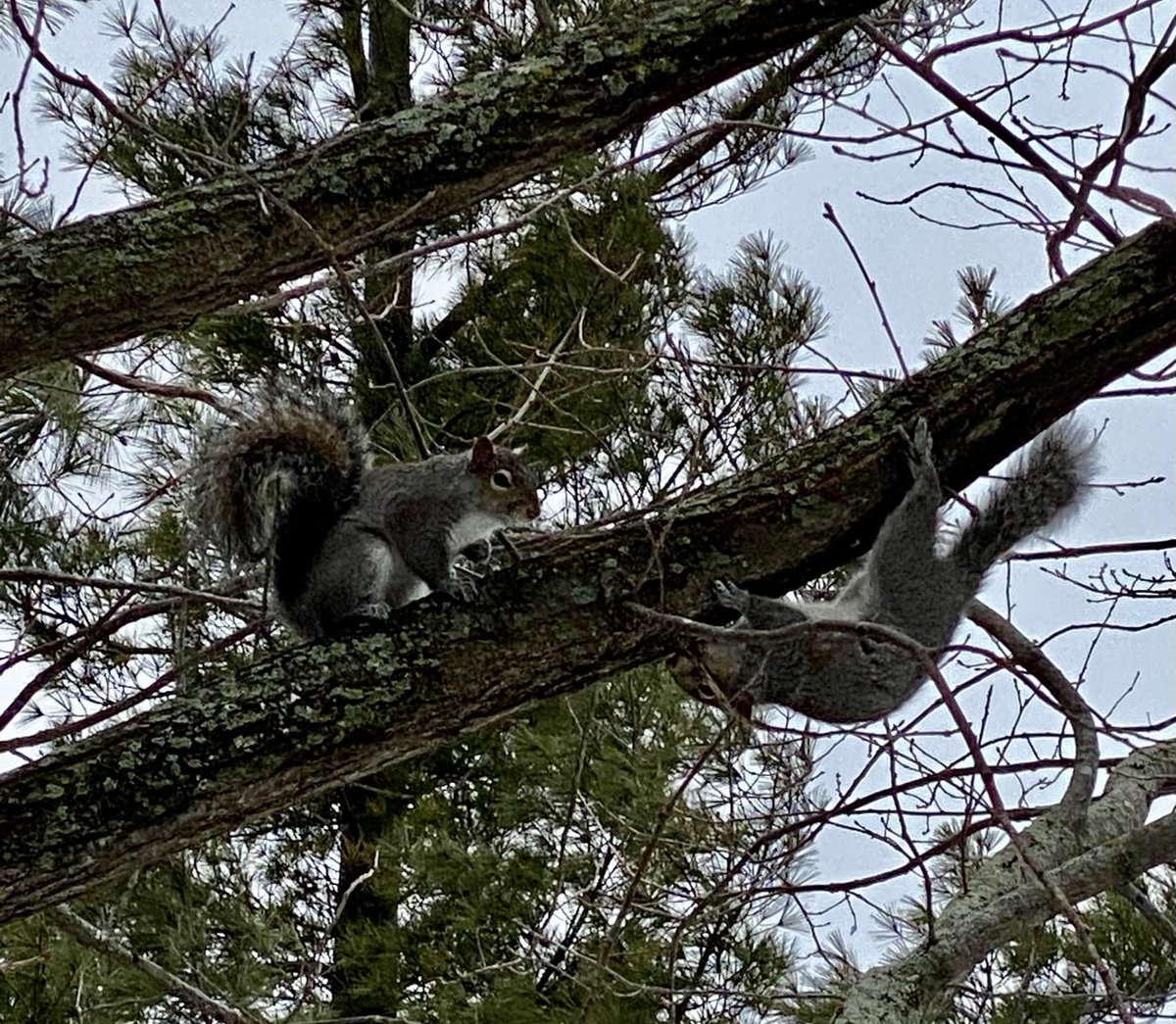patty_esch's tweet photo. Play time #squirrels ⁦@CMUniversity⁩ ⁦@common_squirrel⁩ https://t.co/Fq3HSlKqhW
