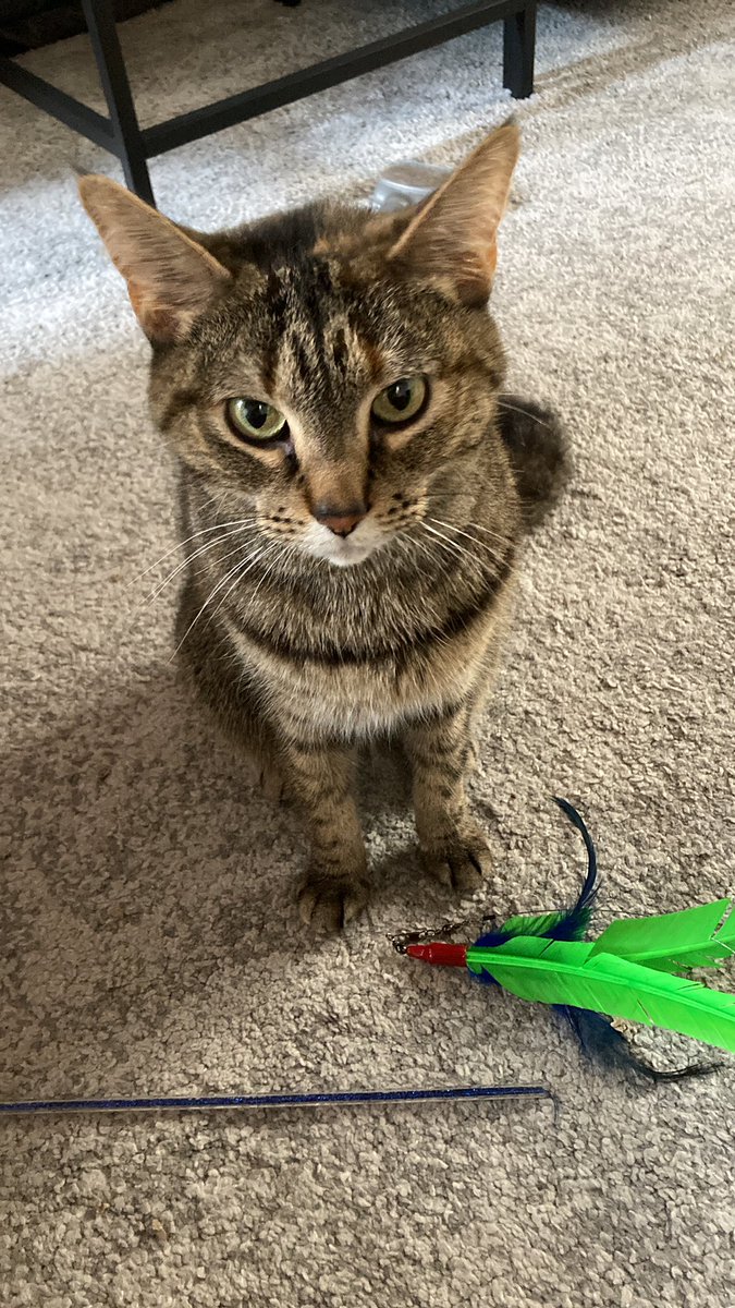 Irma_the_cat's tweet photo. Can I be more obvious?
It’s playtime.
#CatsOfTwitter
#itsalwaysplaytime
#catlife https://t.co/mKZOjQ0n1J