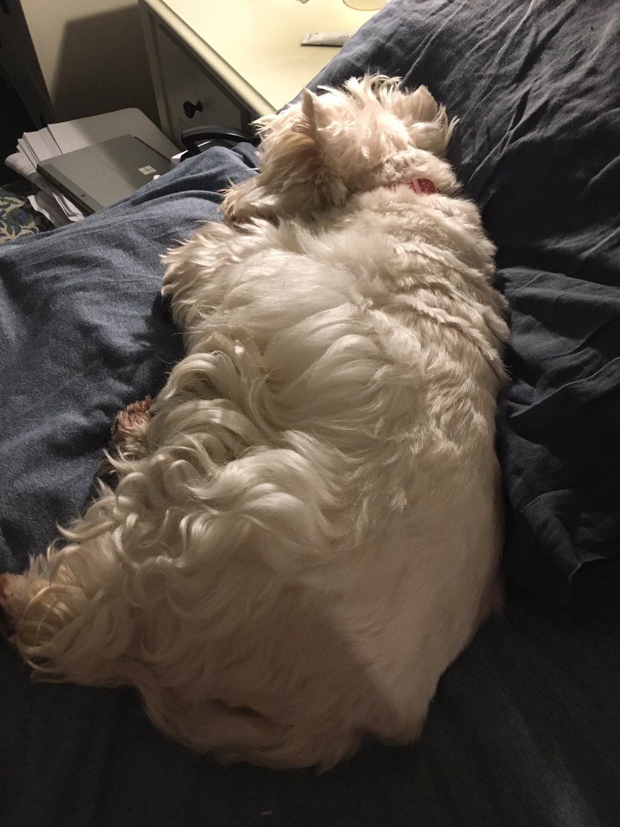 BlackM1710's tweet photo. Someone has gone to bed early! #nospaceforme #princessandthepea https://t.co/w0RxRHeyWW