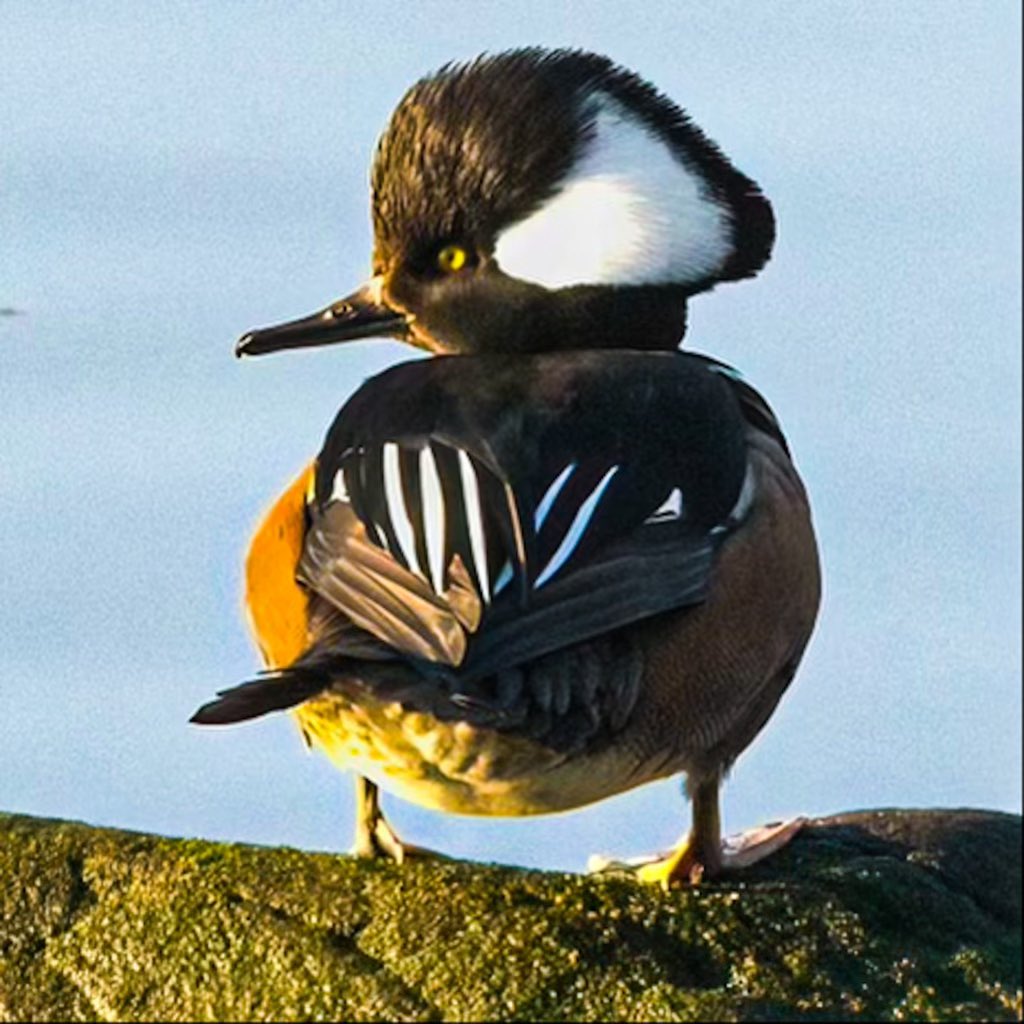 @BirdBrklyn moment with Hooded merganser #hoodedmerganser