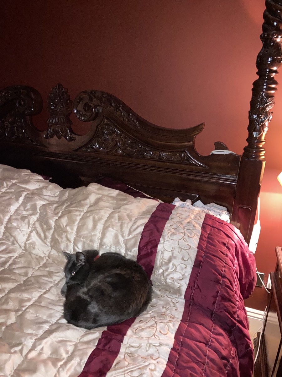 JuneFardey's tweet photo. My little pal warming up the bed for me! 😻 #Romeo #3Legged  #catsontwitter #cats https://t.co/ej73oFrIef