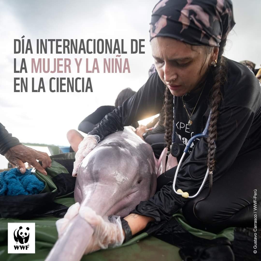 WWFColombia's tweet photo. Nos unimos al #DíaDeLaMujeryLaNiñaEnLaCiencia reconociendo el esfuerzo, habilidades, experiencia y conocimiento de quienes nos han ayudado a comprender y conservar nuestro planeta. 

¡Abramos más puertas para que cada día haya más #MujeresEnCiencia!💚👩🏽‍🔬👷🏽‍♀️👩🏽‍🏫 https://t.co/az58tbnrYr