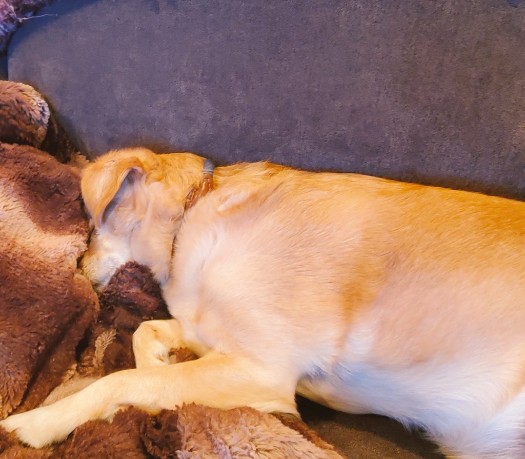 LuigiWithOnei's tweet photo. Current #mood. I had a hard day. There were children and only like six naps.
#fuzzyblankets #burymyface #dogsoftwitter #sendsnacks
Did I mention there were children? https://t.co/Arqm1Bd8OG