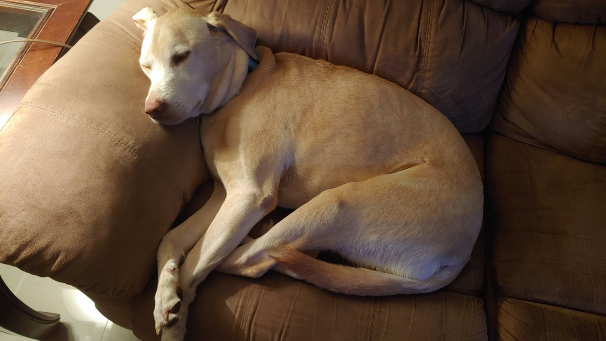 athenasleeper's tweet photo. She sleep https://t.co/j7zplUZdDm