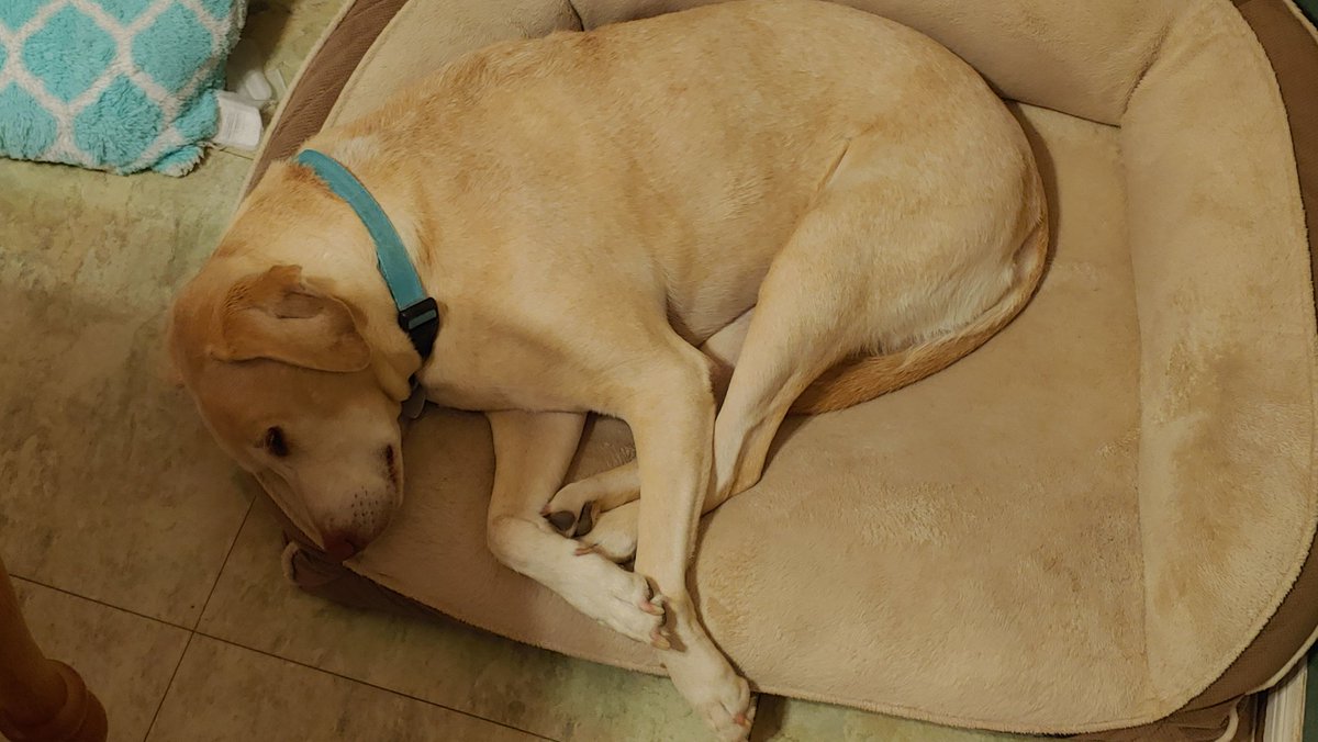athenasleeper's tweet photo. She sleep https://t.co/j7zplUZdDm