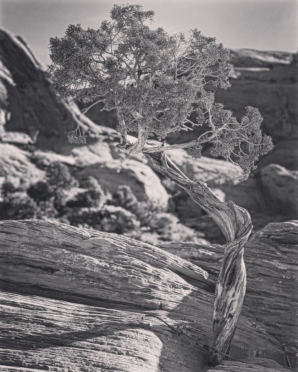 grumpyhighlandr's tweet photo. All in the details of the desert. Thx Ansel fir the instructions. #anseladams #b&amp;w #visitmoab #visitutah #SonyAlpha https://t.co/OcjmQgTgxo