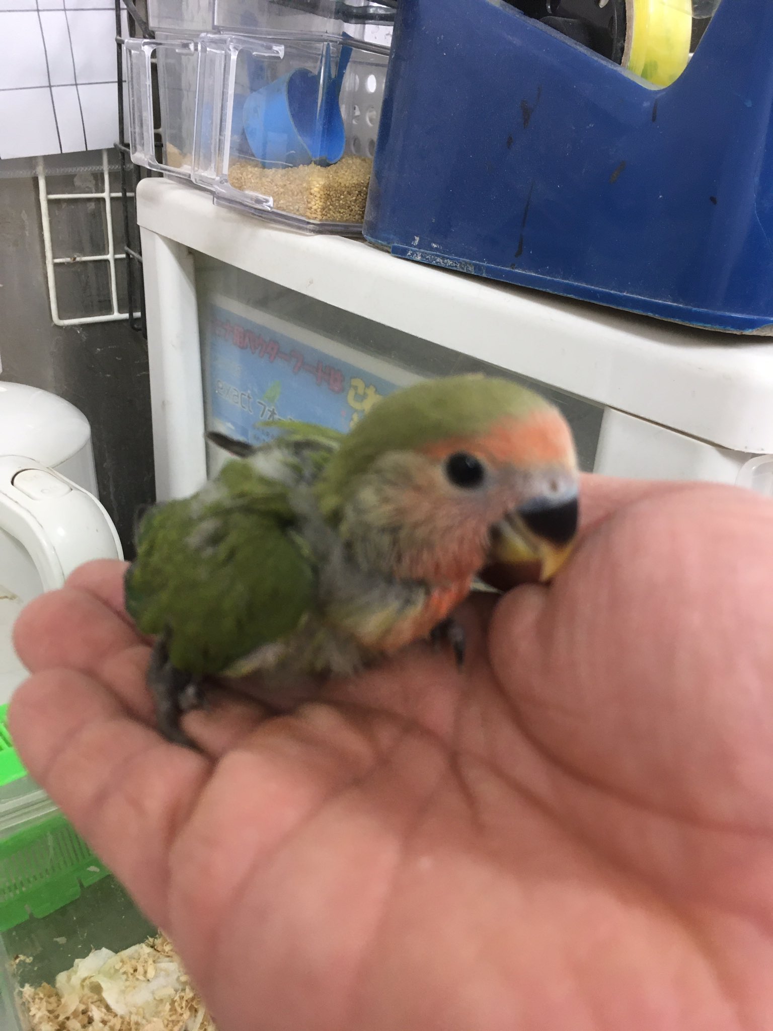 マナウス板橋店 ズグロシロハラインコ オス性別鑑定済み マメルリハブルー コザクラオパーリン 入荷してます マナウス板橋 ビバホーム板橋前野店 熱帯魚 金魚 メダカ 水草 鳥 小動物 インコ ウサギ ハムスター ズグロシロハラ