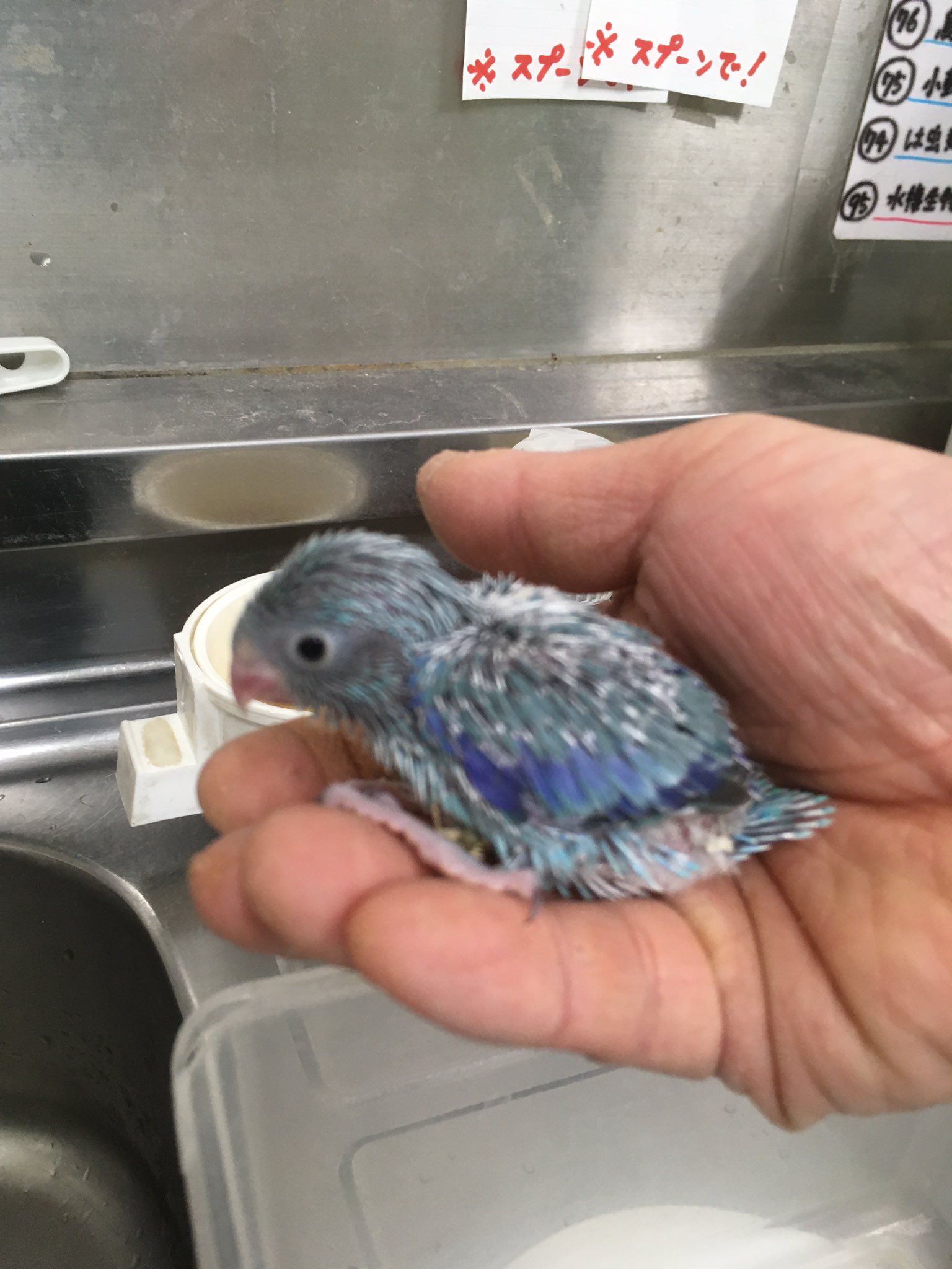 マナウス板橋店 ズグロシロハラインコ オス性別鑑定済み マメルリハブルー コザクラオパーリン 入荷してます マナウス板橋 ビバホーム板橋前野店 熱帯魚 金魚 メダカ 水草 鳥 小動物 インコ ウサギ ハムスター ズグロシロハラ