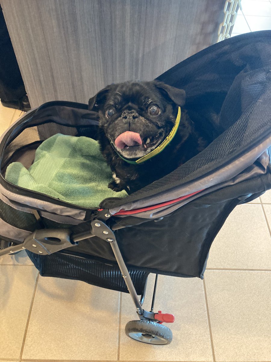 <a href="/scottyandsimone/">Scotty & Simone</a> Gracie in her stroller.