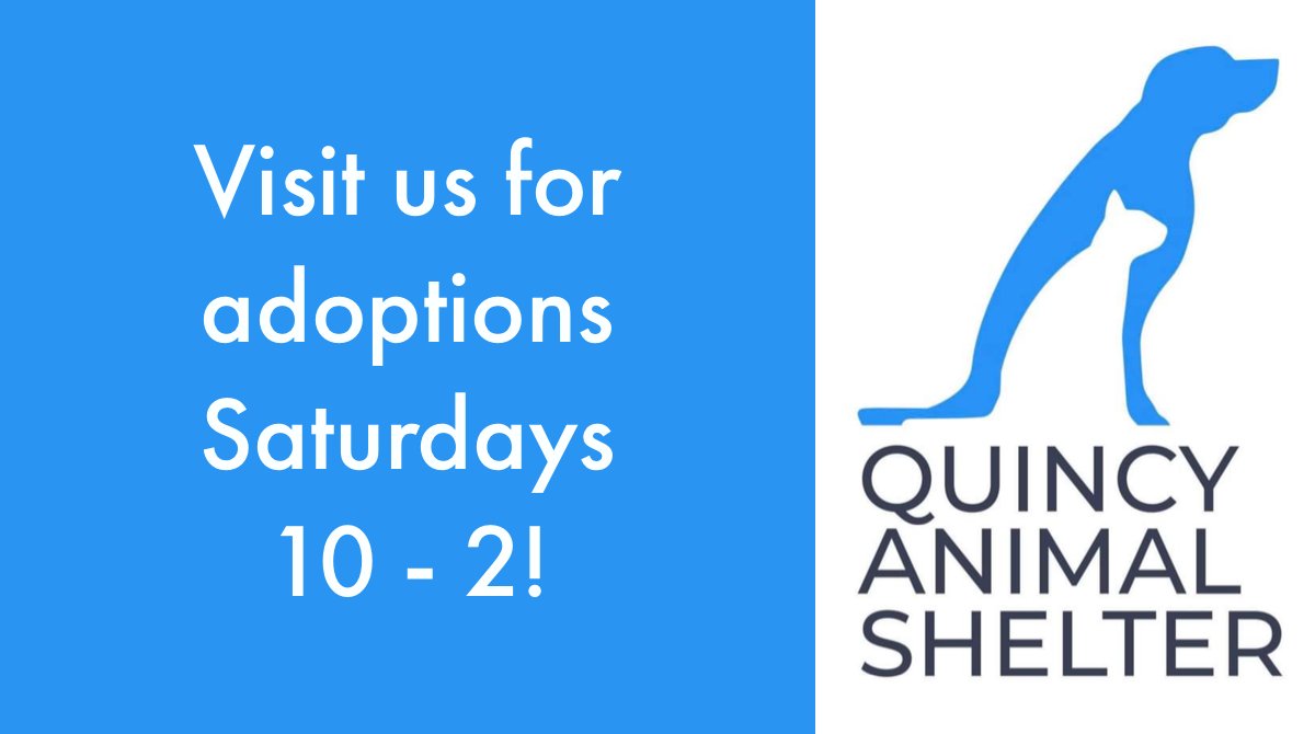 QASQuincy's tweet photo. QAS is excited to announce we are re-opening to the public for adoptions without an appointment! Come on down on Saturdays from 10am - 2pm, starting 2/12, to meet our adoptable pets! 
* Masks required
* We may limit the number of people in the building, if necessary https://t.co/erKKz0p0td