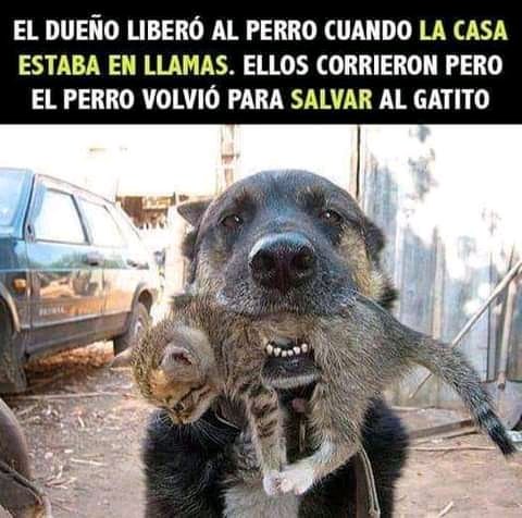 maxnaturaleza's tweet photo. Por eso el que trata mal a un perro 🐾🐕. Es un desgraciado.🐕💙♥️🐾 https://t.co/XKnYFZQaZM