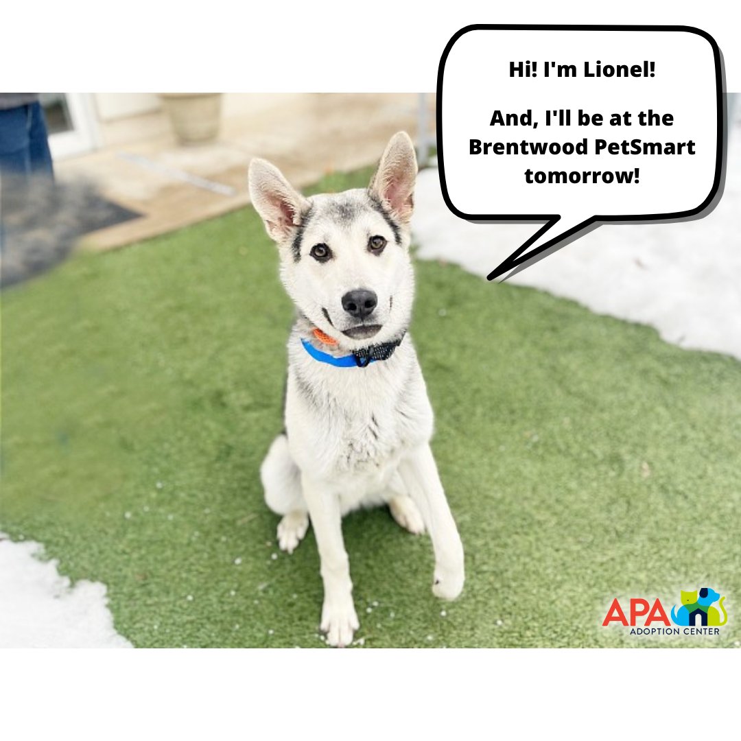 APAofMO's tweet photo. Stop by our mobile adoption event at the Brentwood PetSmart tomorrow, Saturday, February 12th. We will be there with adoptable pets from 12pm - 3pm!
For more info on the cuties below, give us a call at 314-645-4610 and press 1 to reach the adoption desk. #adoptdontshop #Boop100 https://t.co/MPTz3oM4WF