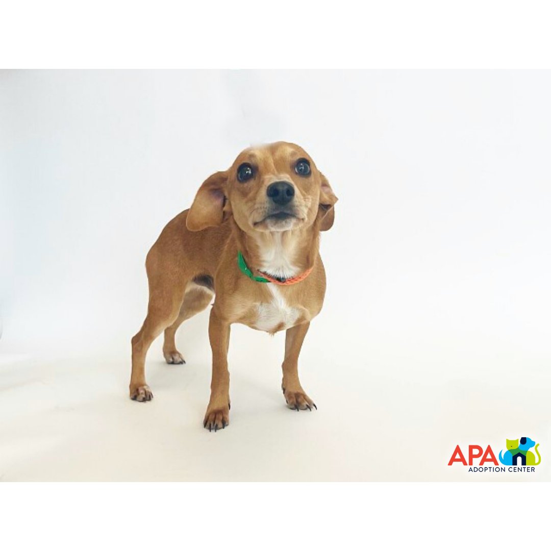 APAofMO's tweet photo. Stop by our mobile adoption event at the Brentwood PetSmart tomorrow, Saturday, February 12th. We will be there with adoptable pets from 12pm - 3pm!
For more info on the cuties below, give us a call at 314-645-4610 and press 1 to reach the adoption desk. #adoptdontshop #Boop100 https://t.co/MPTz3oM4WF