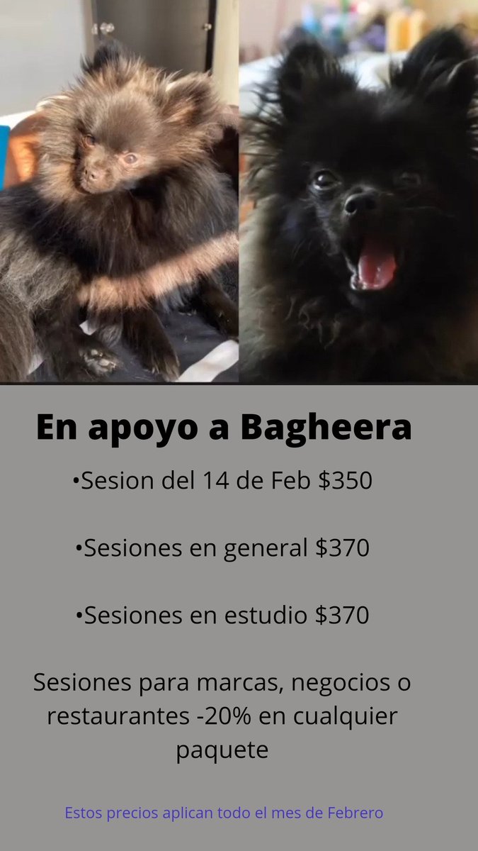 Me ayudarían mucho compartiendo para llegar a más personas y poder pagar lo de Bagheera. 🙏