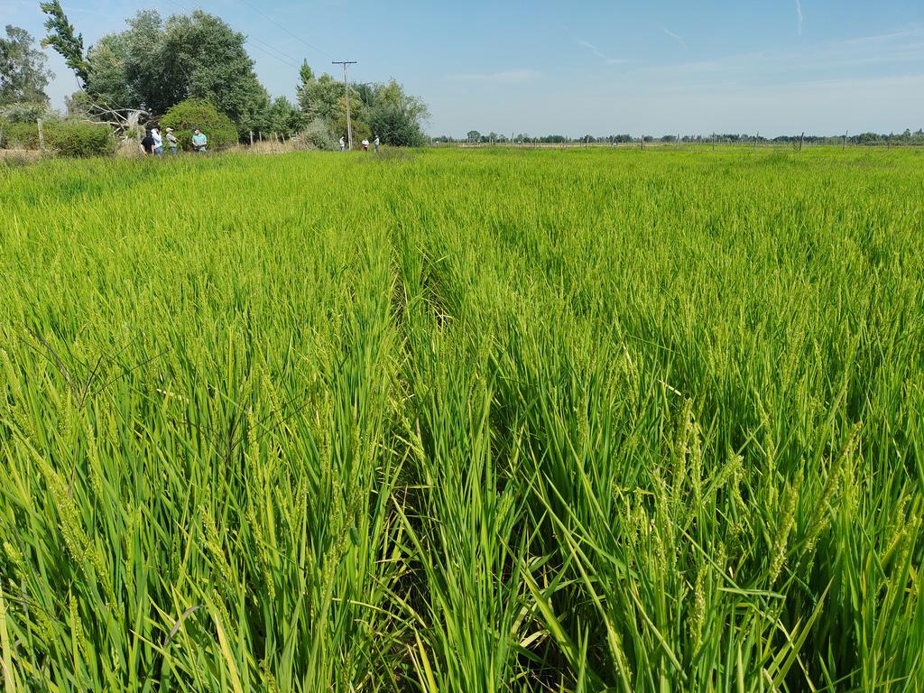 Kcordero_lara's tweet photo. 🧵El sector arrocero chileno enfrenta muchos desafíos al igual que todo el sector agrícola, tales como #sequia #altoscostosdeinsumos #altocostodelatierra #bajadisponibilidaddemanodeobra #preciosquenocubrenloscostos #climainestable #estresesabioticos nuestra solución 👇👁️ https://t.co/oKR28cGDCd