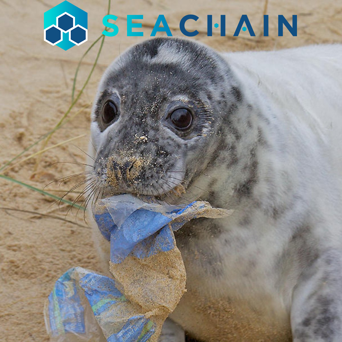 Thousands of pieces of plastic waste are floating in every square kilometer of ocean. 
Many marine animals ingest this waste and mistake it for food. 
Seachain is reducing the amount of trash reaching the oceans and saving our animals! 

#BSCGems #BNB #BinanceSmartChain #SeaChain