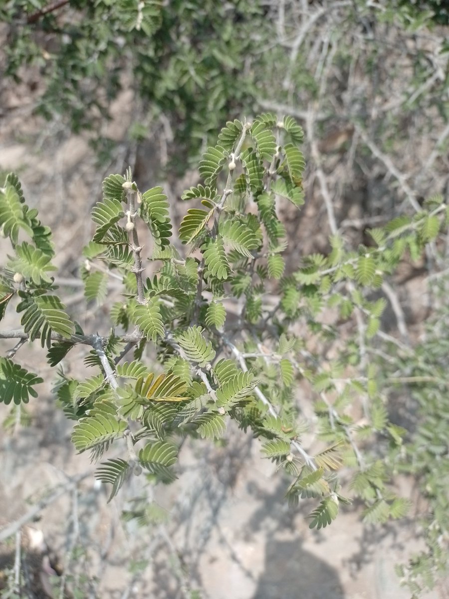 Hojas de Guayacán encontrado en ladera del Cerro La Cantera en San Bernardo. Especie está en peligro, es considerada "isla de fertilidad", pues sube agua desde napa, lo que beneficia a plantas que crecen a su sombra, mejorando la calidad del suelo <a href="/StgoCerrosIsla/">Fundación Cerros Isla</a>