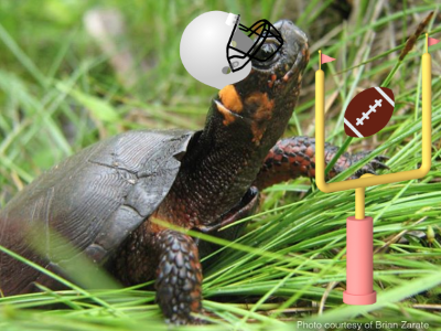 NewJerseyDEP's tweet photo. Whoever said turtles can't play football have obviously never met Boggy.
Happy #SuperBowlSunday from our MVP. π
#BogNation #smallyetmighty https://t.co/tWXa2A3WgP