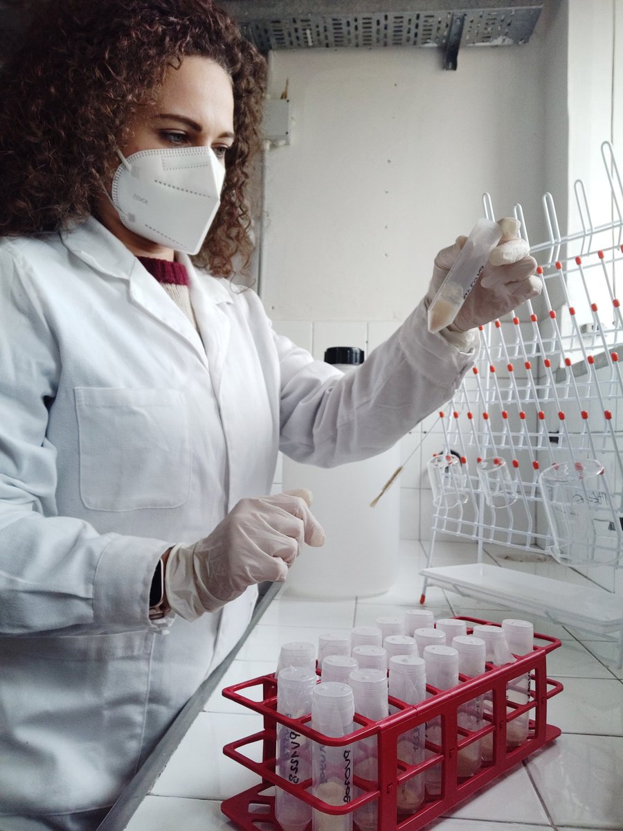 Sofia Panella tweet media