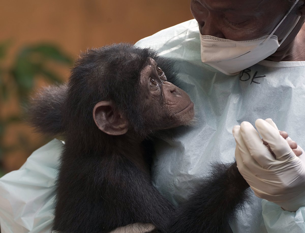 This Valentine's Day do something really different to win the heart of your partner youtu.be/V67UsL_xAdo
#AdoptAChimp #SierraLeone #ChimpanzeeRescue