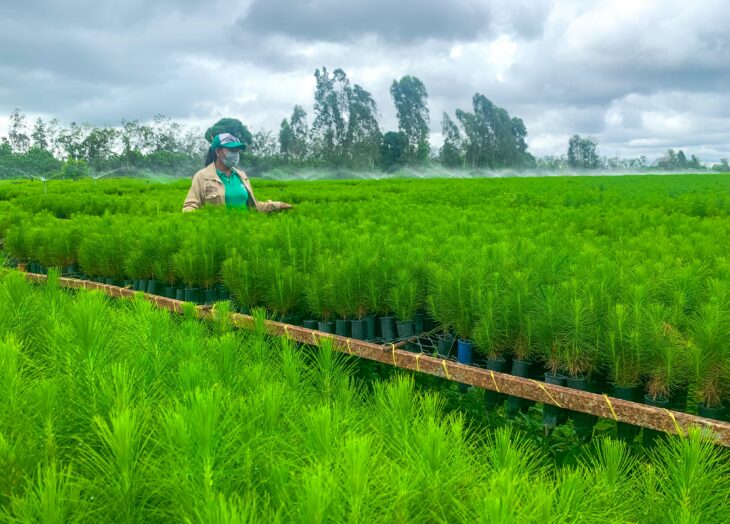 Green Life Tree tweet media